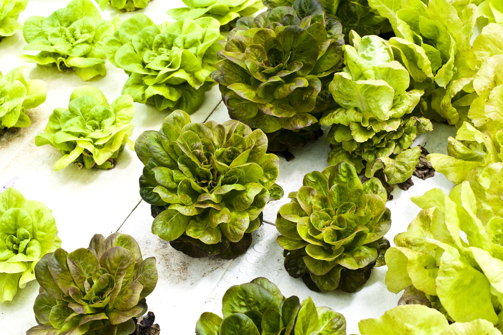 Lettuce, kale, Swiss chard, oh my
